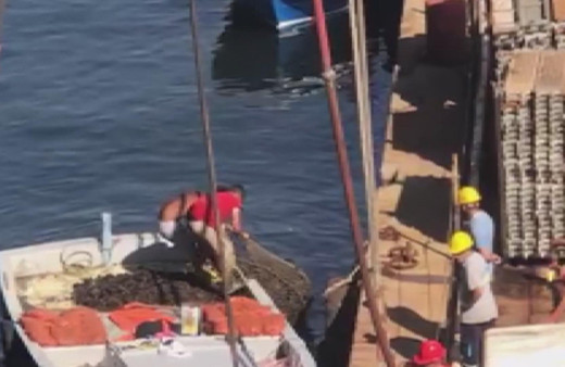 İstanbul'da panik yaratacak görüntüler! Zehirli midyeleri toplarken fotoğraflandılar