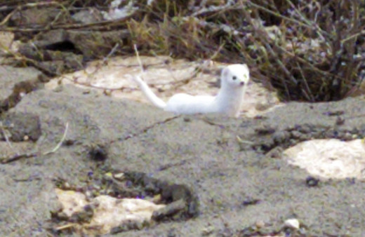 Sivas'ta görüntülendi! Kış ayında kahve renginden beyaz renge bürünüyor