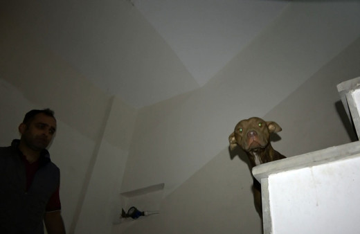 Sultangazi'de apartmanda pitbull paniği