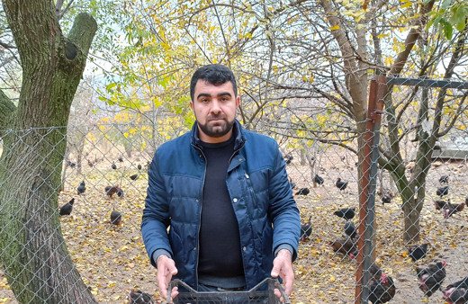 İşsiz kalınca gezen tavuk çiftliği kurdu siparişlere yetişemiyor