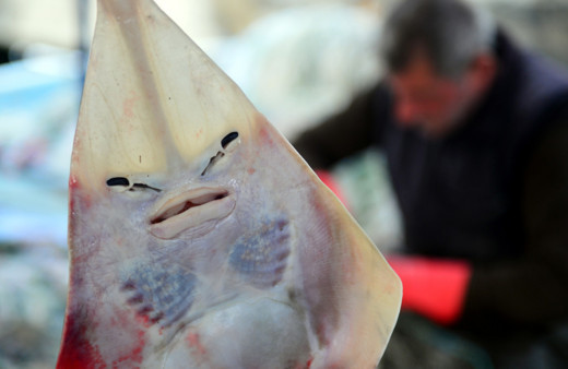 Adana'da balıkçıların korkulu rüyası! İnsan yüzlü sapan balığı ağları parçalıyor