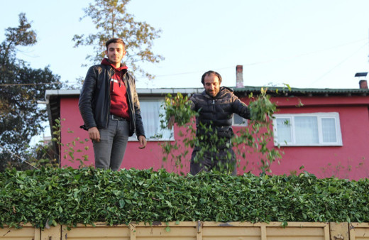 Çayda beklenmeyen sürgün üreticiyi güldürdü