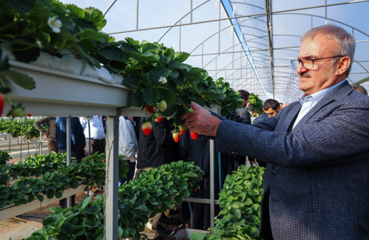 Çilek bu sezon yüz güldürecek