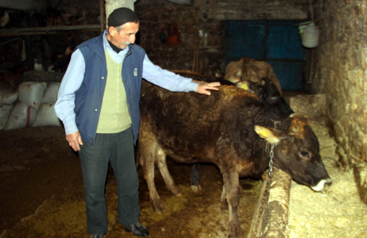 Jandarma'dan ineğe trafik cezası açıklaması