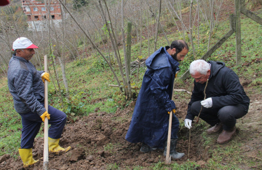 Trabzon’da 7 bin fındık fidanı tek gövdeli dikildi