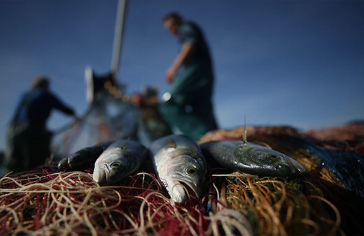 Balıkçılar bu yıl palamutta umduğunu bulamadı