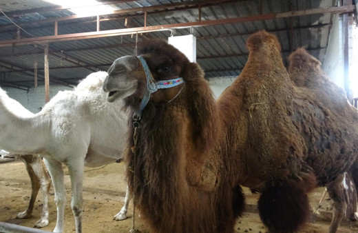 Devenin sucuğundan sonra diline büyük ilgi! İdrar kaçırma hastalığına iyi geliyor