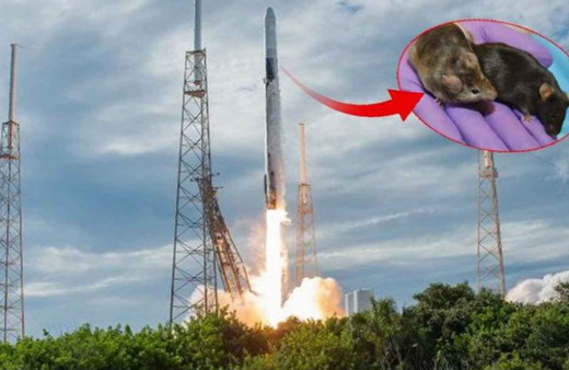 SpaceX’in süper fareleri uzay istasyonuna ulaştı