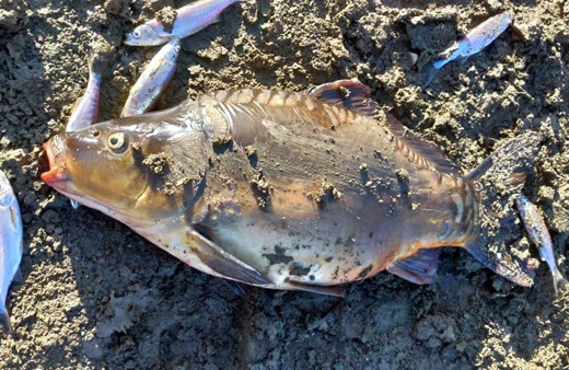 Karabük'te çevre katliamına neden olan fabrikalara 360 bin TL ceza kesildi