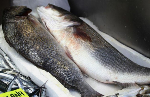 Batı Karadeniz'deki levrek kıtlığında 3 balık 1600 liraya alıcı buldu