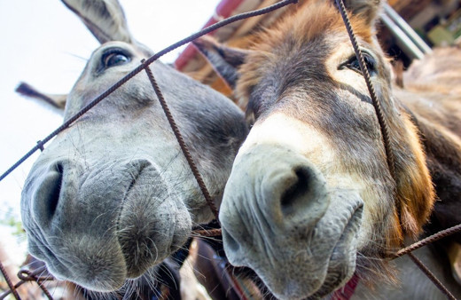 Türkiye Sudan'dan at, eşek ve katır eti ithal edecek! Tepki yağıyor