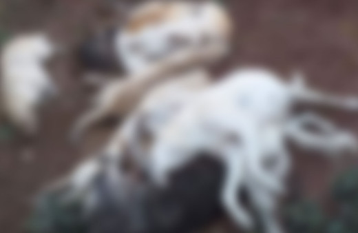 Osmaniye'de arazide üst üste atılmış köpek ölüleri bulundu