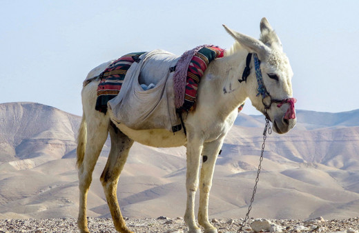At, eşek, katır eti ithalatı! Bekir Pakdemirli'den açıklama işte işin aslı