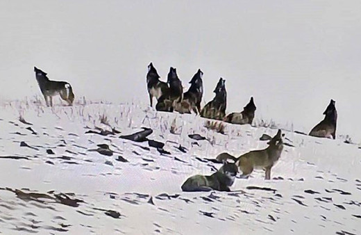 Kurt sürüsü istasyonu bastı! Görenler korkudan ne yapacağını şaşırdı