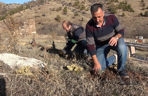 Yeni gelir kapısı oldu kilosu 150 lira