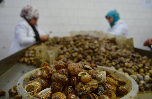 Aydın'dan salyangoz ihracatıyla 2 milyon dolar gelir sağlanıyor