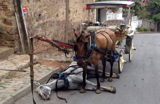 'At vebası' Büyükada'yı sardı! Giriş çıkışları durduruldu