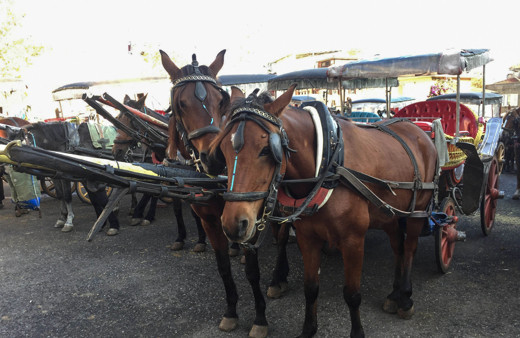 Adalar'da atların yaşadığı yer rezalet! Ruam hastalığı insana bakın nasıl bulaşıyor