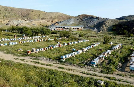 Arıların verimini artırmak için 1700 lavanta ekti