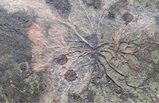 Dünyanın en eski ağacı bulundu