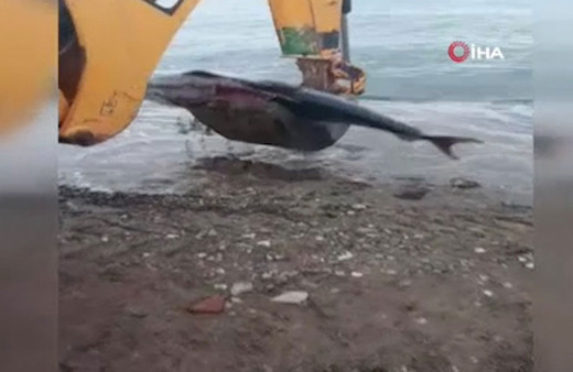 Yalova'da dev orkinos balığı kıyıya vurdu