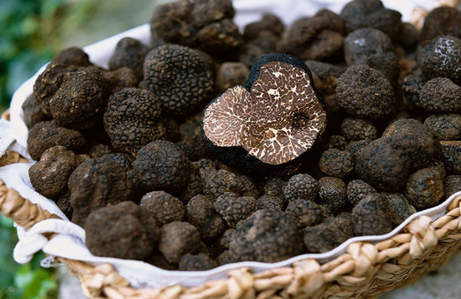 Bakanlık trüf mantarı ihalesine çıkıyor