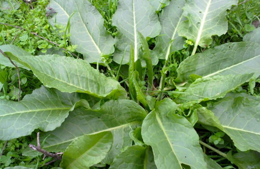 Evelik otunun faydaları neler vücutta biriken toksinleri atıyor!