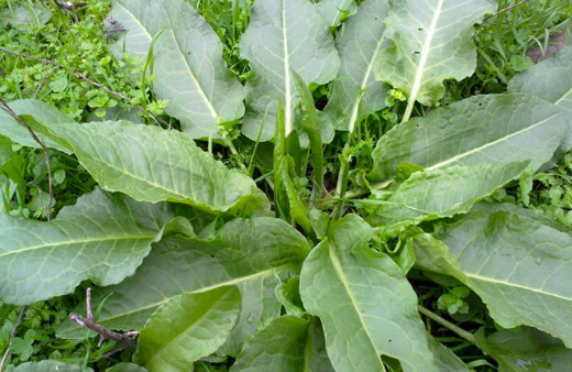 Evelik otunun faydaları neler vücutta biriken toksinleri atıyor!