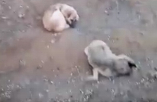 Elazığ'da bir köpek ölen dişisinin başında 4 gün bekledi