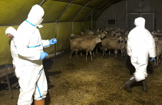 Kırşehir Canlı Hayvan Pazarı şap hastalığı nedeniyle kapatıldı