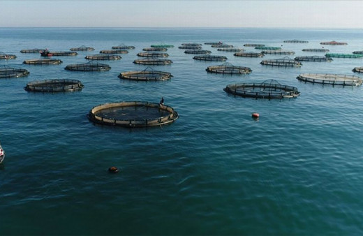 Türkiye'nin çiftlik balığı üretimi 10 yılda ikiye katlandı