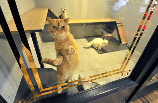 Bursa'da 5 yıldızlı kedi ve köpek oteli yılbaşı öncesi doldu