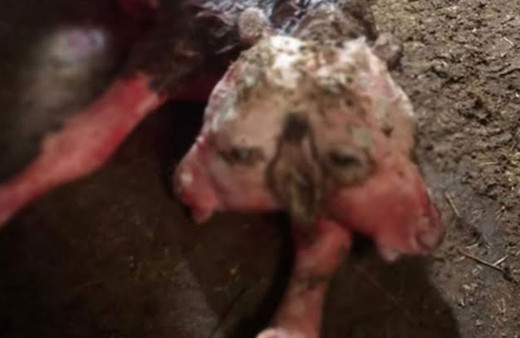 Kütahya'da çift başlı buzağı doğdu! Görenler şoke oldu