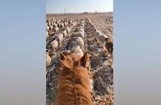Çoban 400'den fazla koyununa askeri düzende yürümeyi öğretti