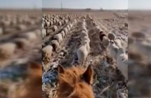 Çin'de çoban koyun sürülerini askeri düzende yürüttü