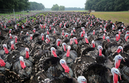 Polonya’da kuş gribi nedeniyle 25 bin hindi telef oldu