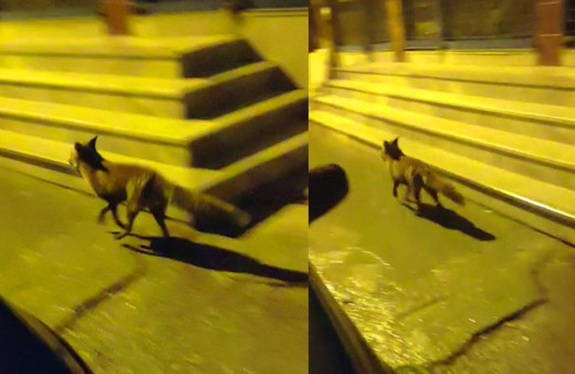 Görenler hayrete düştü! aç kalan tilki İstanbul'a indi