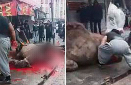 Şanlıurfa'da sokakta deve kesimi işkenceye döndü