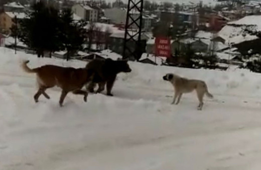 Sarıkamış’ta boz ayının köpeklerle imtihanı