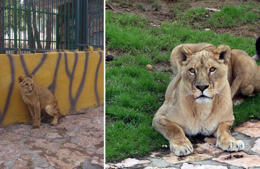 Cumhurbaşkanı Erdoğan'a 2 yıl önce hediye edilen aslanlar bakın ne oldu!