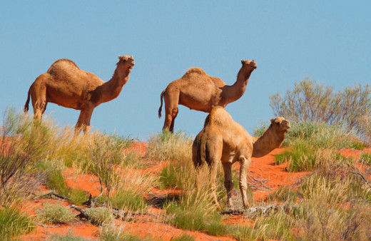 İHH, Avustralya'daki develerin öldürülme kararı sonrası harekete geçti