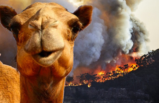 Develeri öldüren Avustralya laneti yaşıyor! Evleri terkedin çağrısı yapıldı