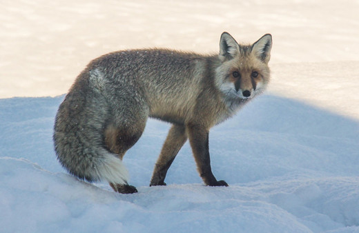 Tunceli'de çetin kışta aç kalan tilkinin yiyecek arayışı görüntülendi