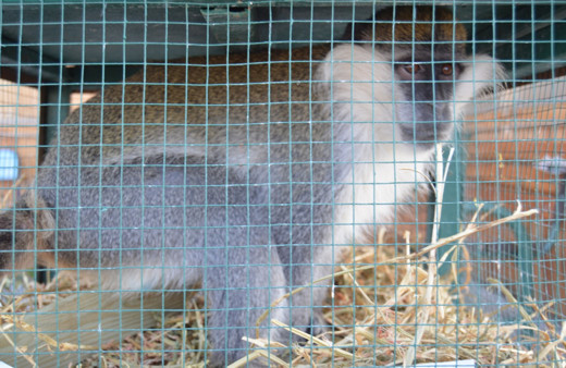 Maymun Aksaray'daki evinden kaçtı bakın nerede nasıl yakalandı