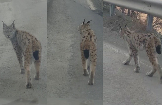 Artvin'de karayoluna inen vaşak kamerada