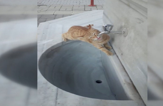 Çeşmeden su içen kedi olay oldu!