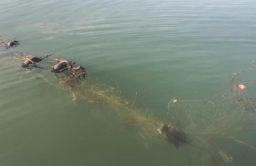 Sapanca Gölü'nde hayalet ağ katliamı