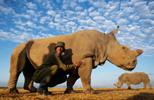 Kuzey Beyaz Gergedanların nesli tükenmeden kurtarılacaklar