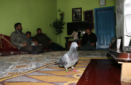 Hakkari'de bulundu sırrı çözülemiyor! Ayağında 'İran 2018' yazıyor