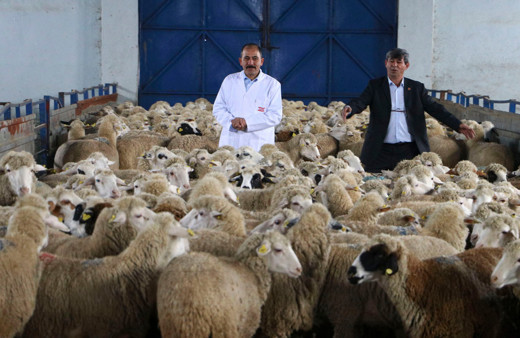 150 bin hayvanın soy kütüğü oluşturulacak